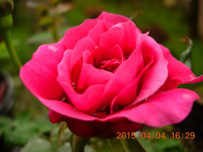 DSCN0400_resize.JPG