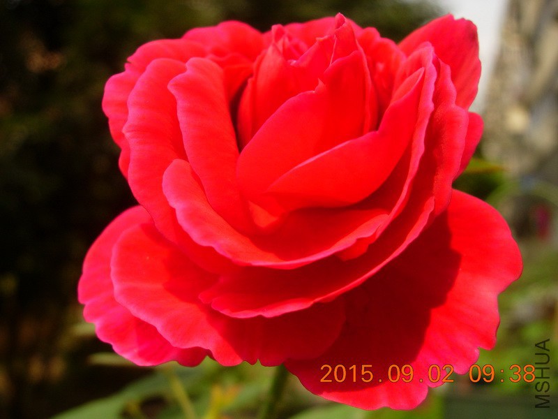 DSCN0704_resize.JPG