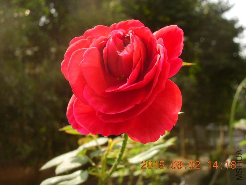 DSCN0788_resize.JPG
