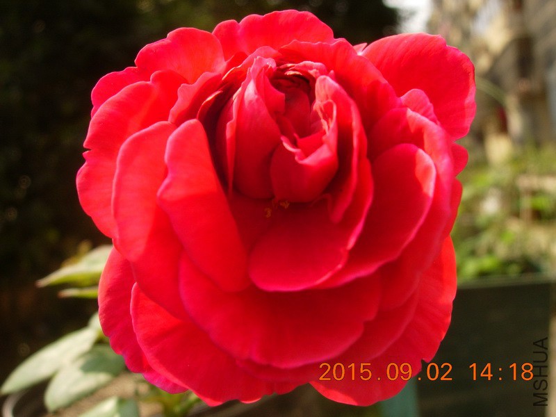 DSCN0792_resize.JPG