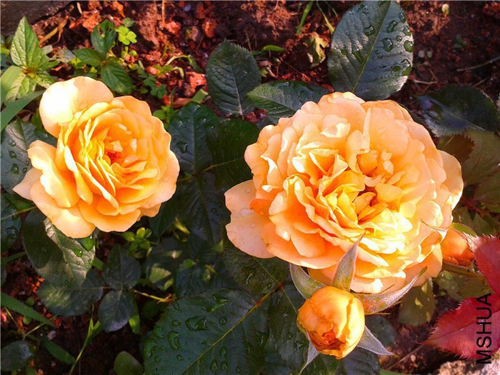 2015-05-06 07.10.58.jpg