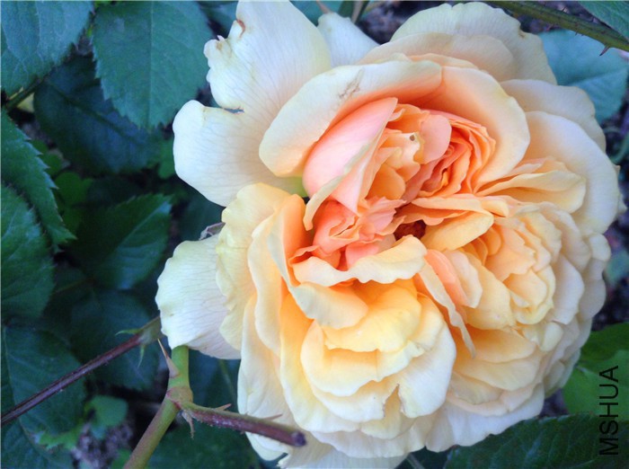 2015-04-27 064623.jpg