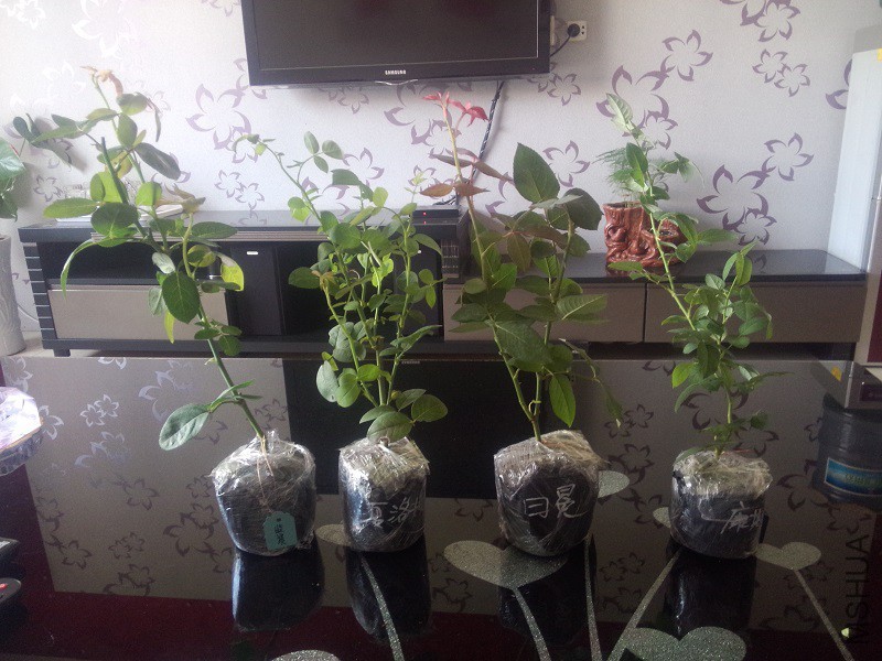 IMG20150828105052.jpg