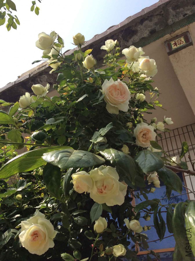 2015-05-05 141119.jpg