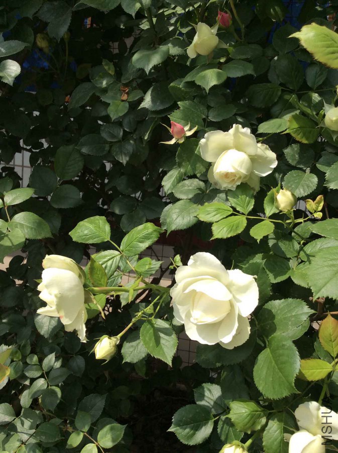 2015-05-05 141255.jpg