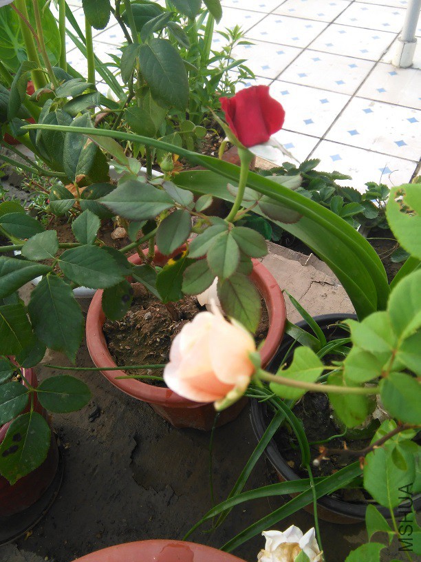 IMG_20150901_071511.jpg