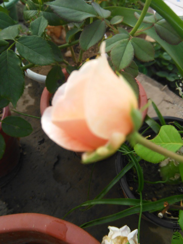 IMG_20150901_071505.jpg