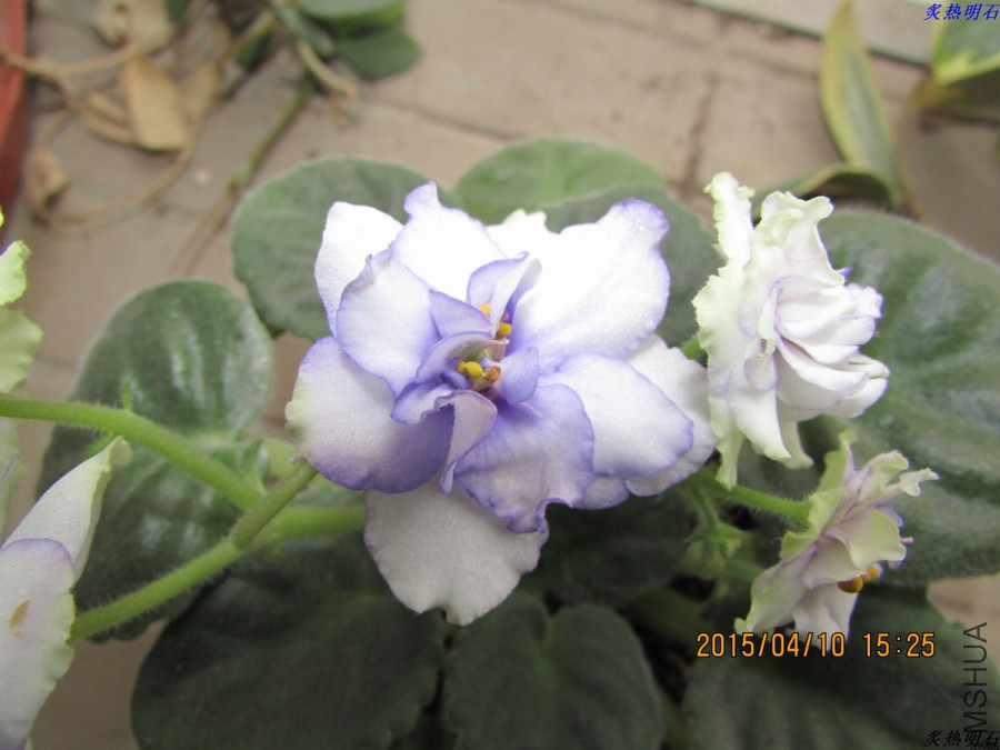 IMG_2925_nEO_IMG.jpg
