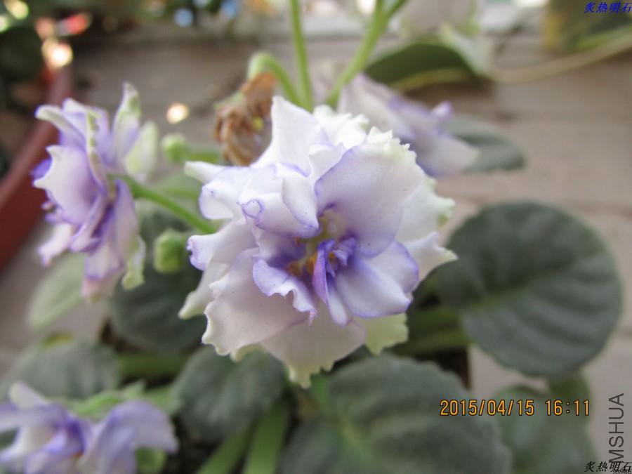 IMG_3538_nEO_IMG.jpg