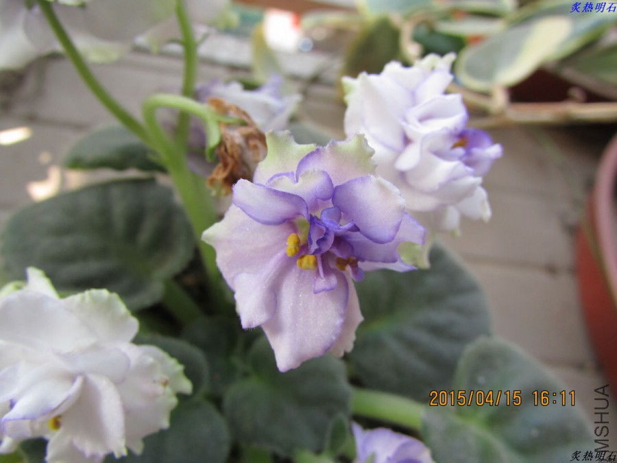 IMG_3540_nEO_IMG.jpg