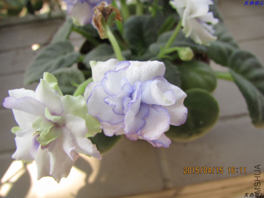 IMG_3541_nEO_IMG.jpg