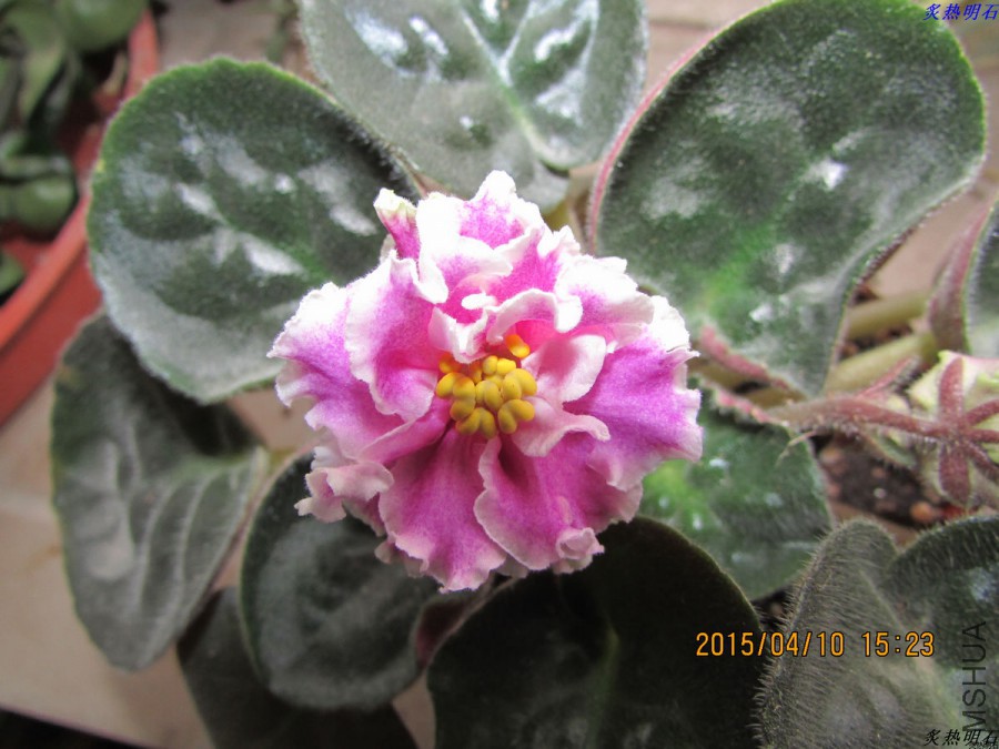 IMG_2916_nEO_IMG.jpg