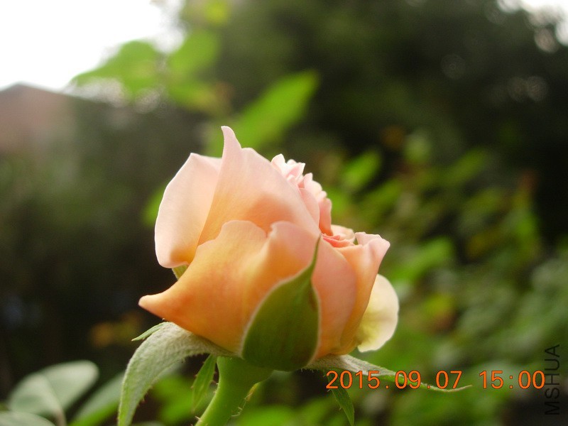 DSCN1319_resize.JPG
