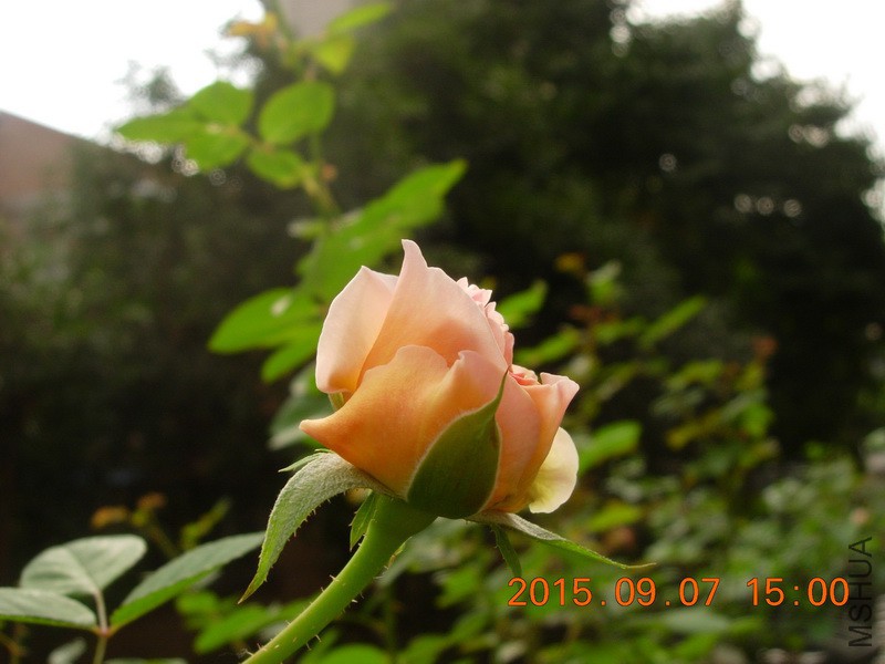 DSCN1320_resize.JPG