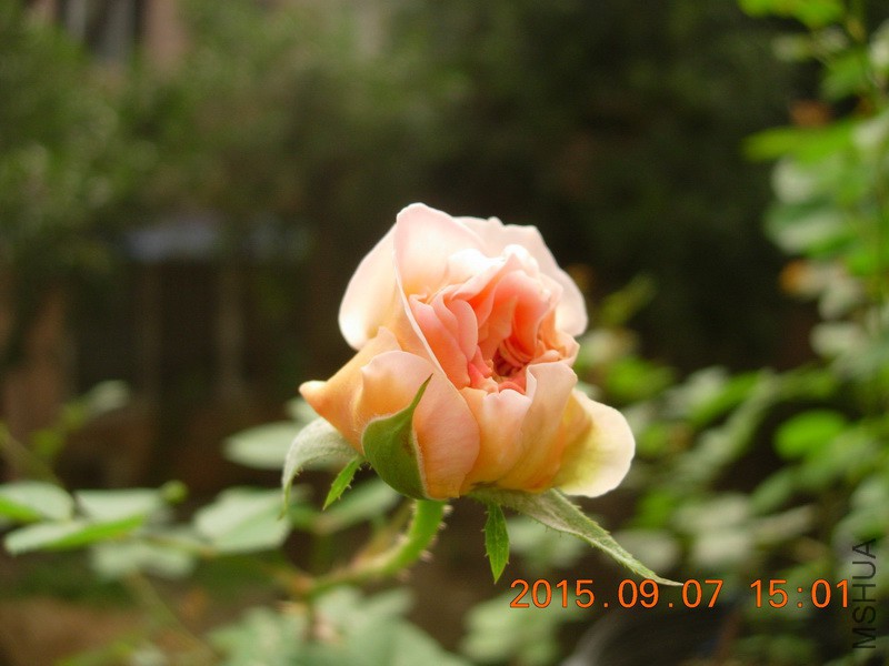 DSCN1328_resize.JPG