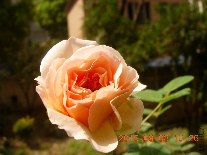 DSCN1359_resize.JPG