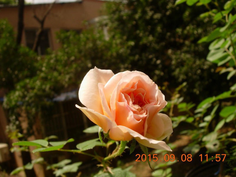 DSCN1389_resize.JPG
