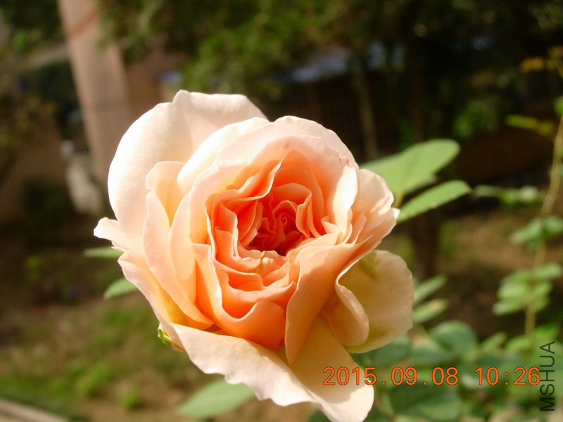 DSCN1354_resize.JPG