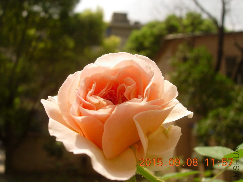 DSCN1393_resize.JPG