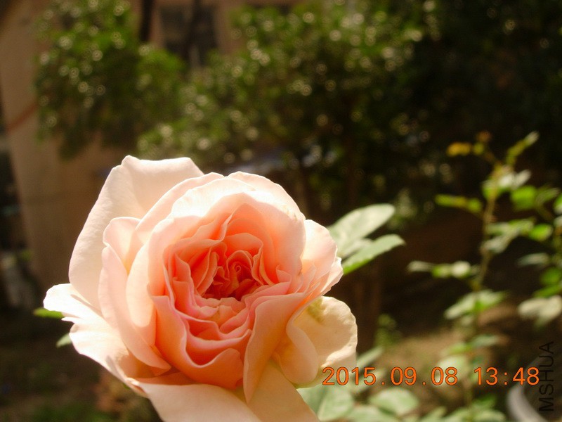 DSCN1440_resize.JPG