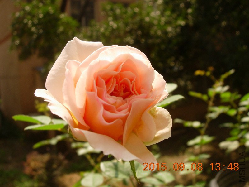 DSCN1443_resize.JPG