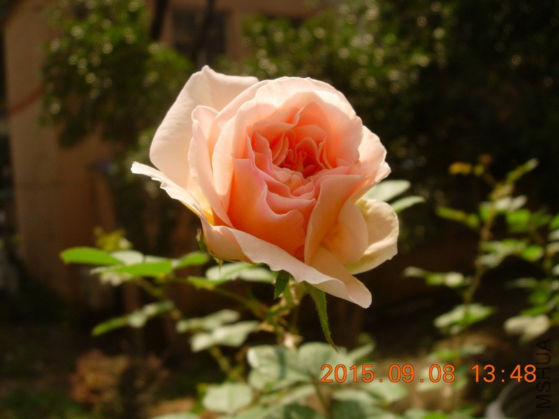 DSCN1447_resize.JPG
