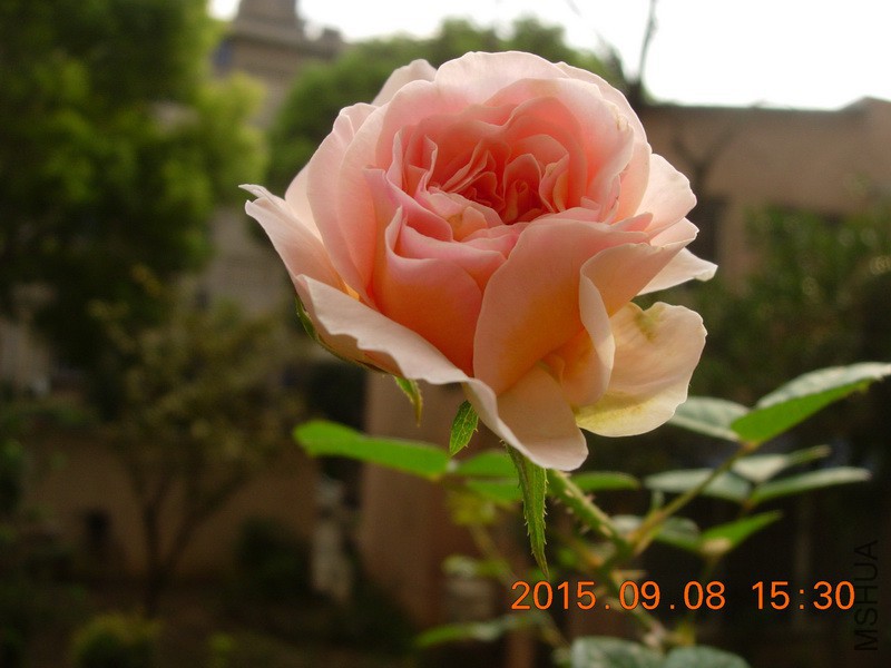DSCN1475_resize.JPG