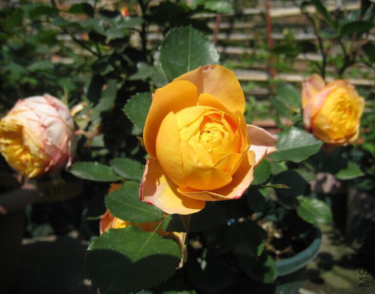 ��������5.jpg