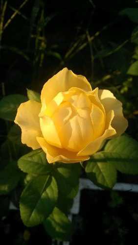 IMG_20150909_065634.jpg