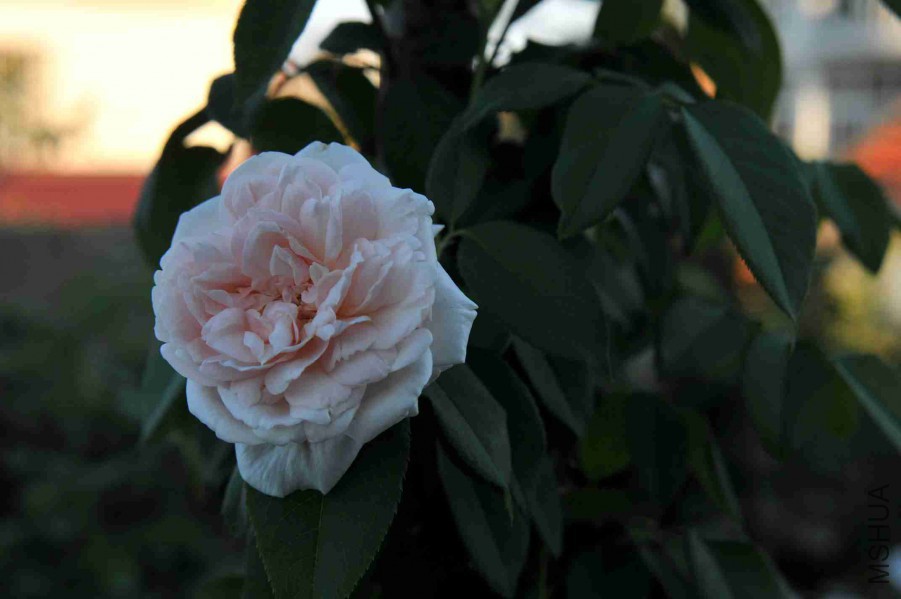 DSC_7858_����.jpg