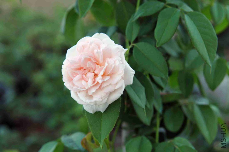 DSC_7861_����.jpg