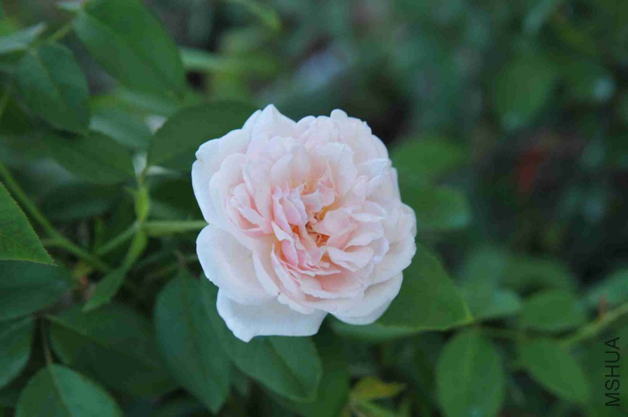 DSC_7864_����.jpg
