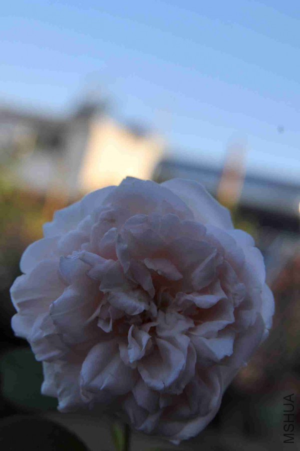 DSC_7879_����.jpg
