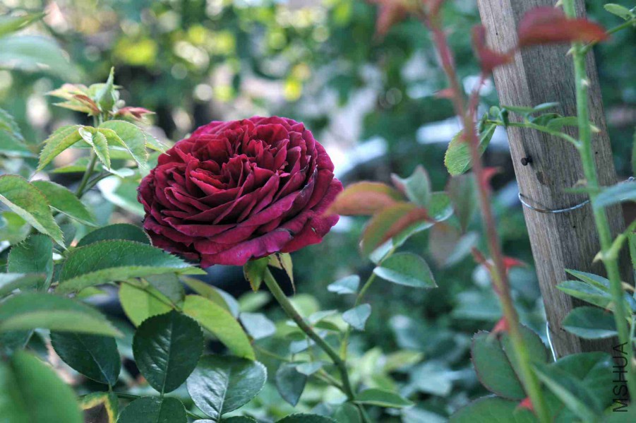 DSC_7990_����.jpg