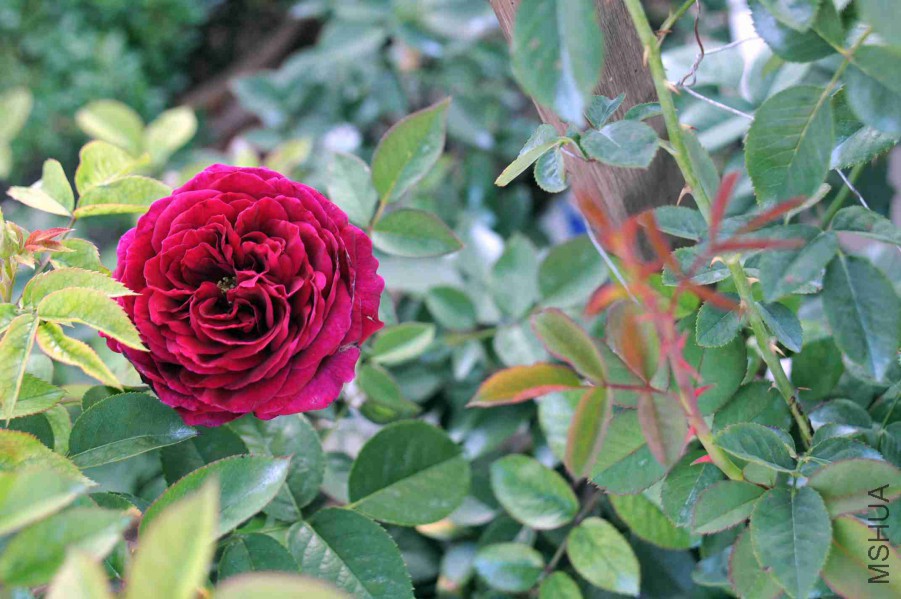 DSC_7992_����.jpg