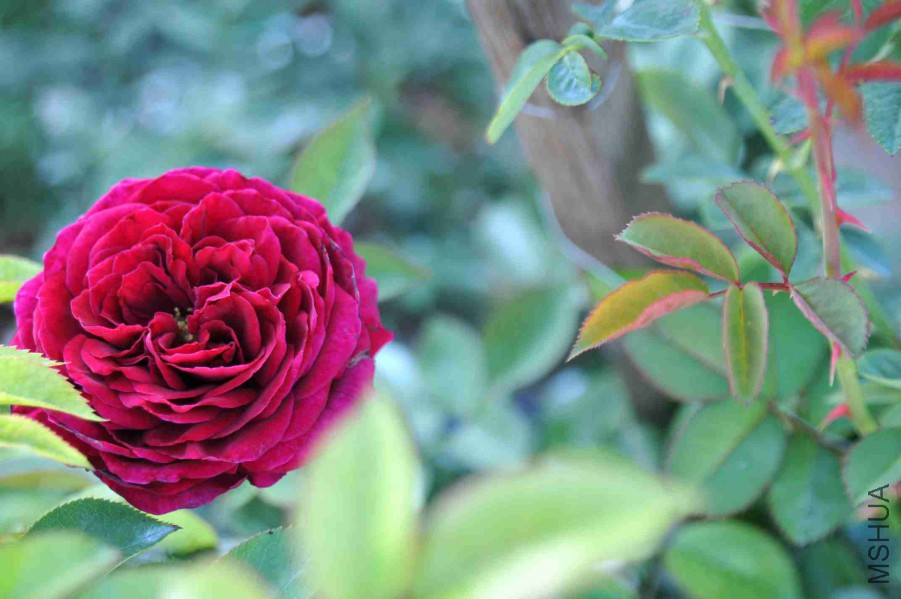 DSC_7957_����.jpg