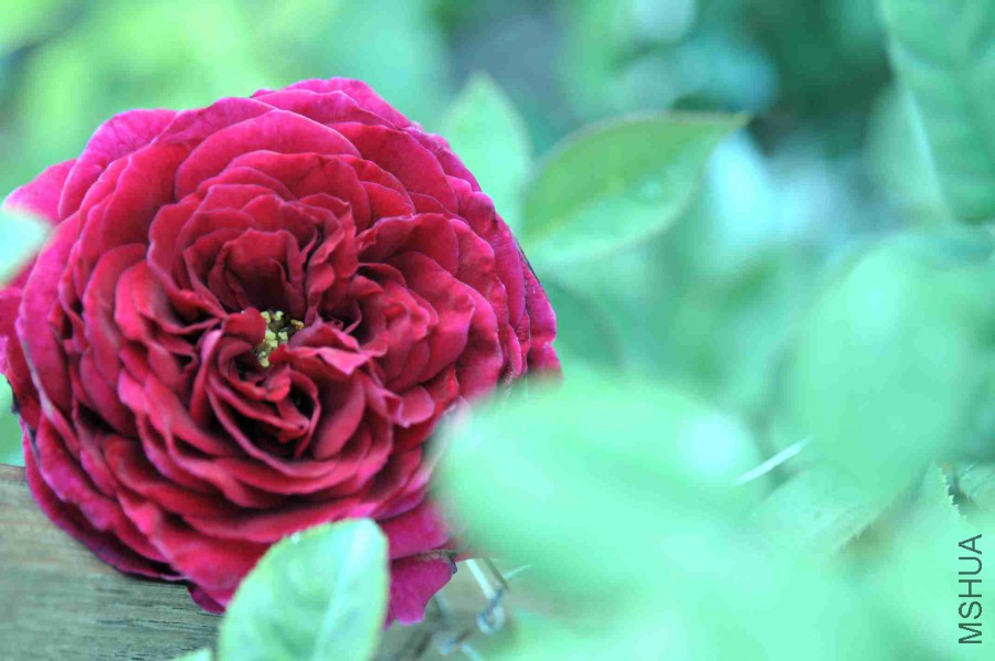 DSC_7945_����.jpg