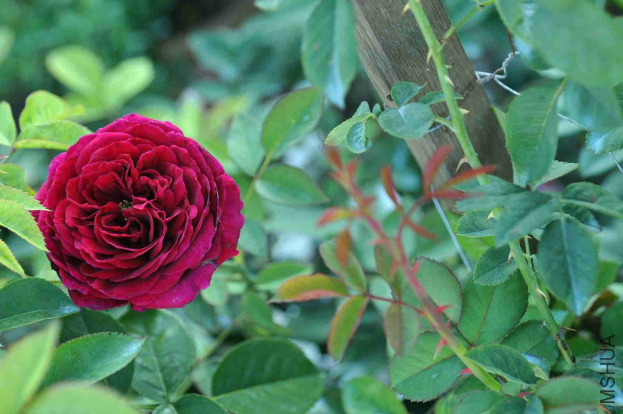 DSC_7954_����.jpg