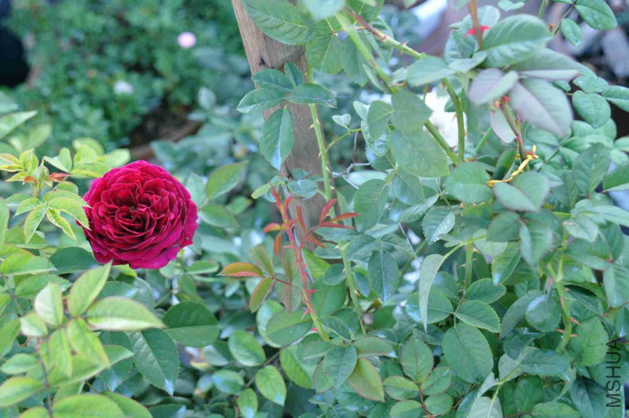 DSC_7956_����.jpg