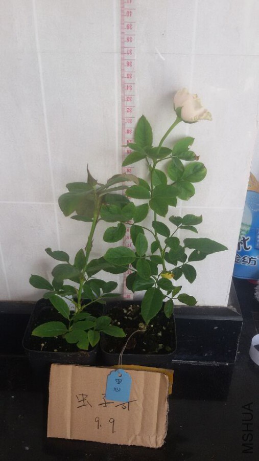 ����.jpg