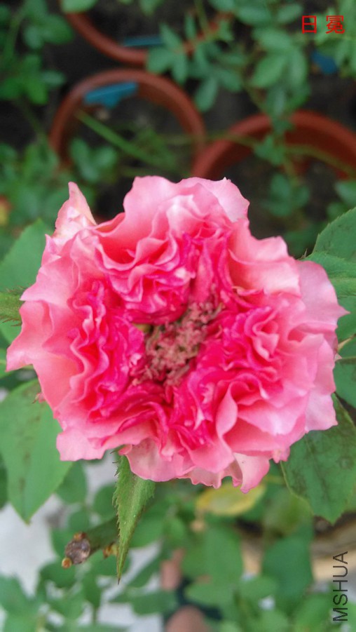 IMG_20150716_183326_676x1200.jpg