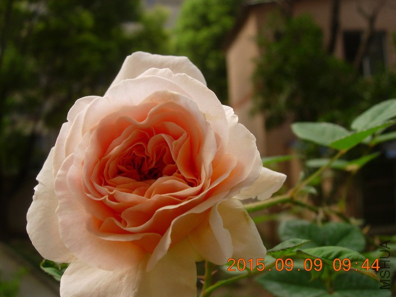 DSCN1534_resize.JPG
