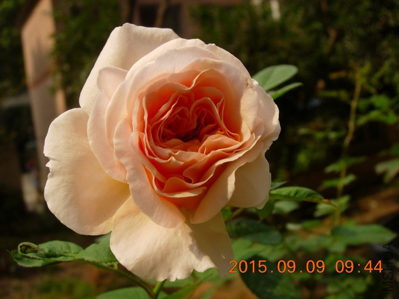 DSCN1520_resize.JPG