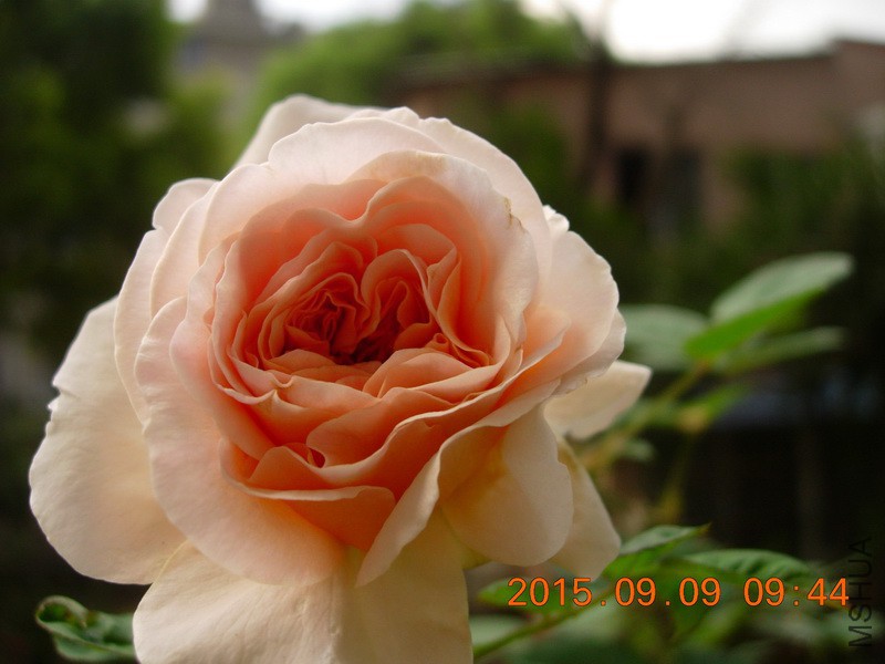 DSCN1541_resize.JPG