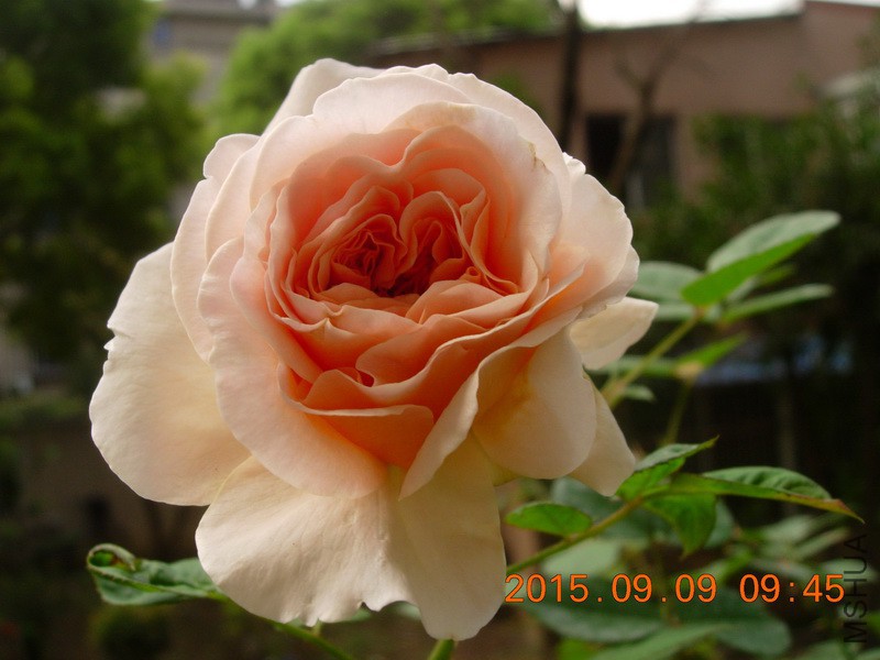 DSCN1547_resize.JPG