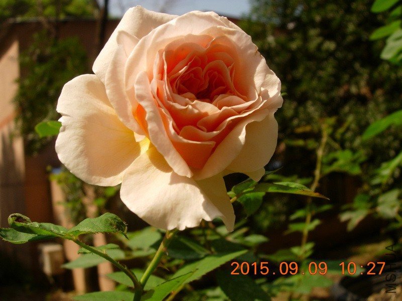 DSCN1572_resize.JPG