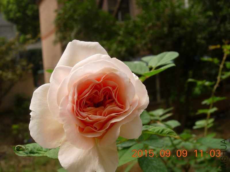 DSCN1596_resize.JPG