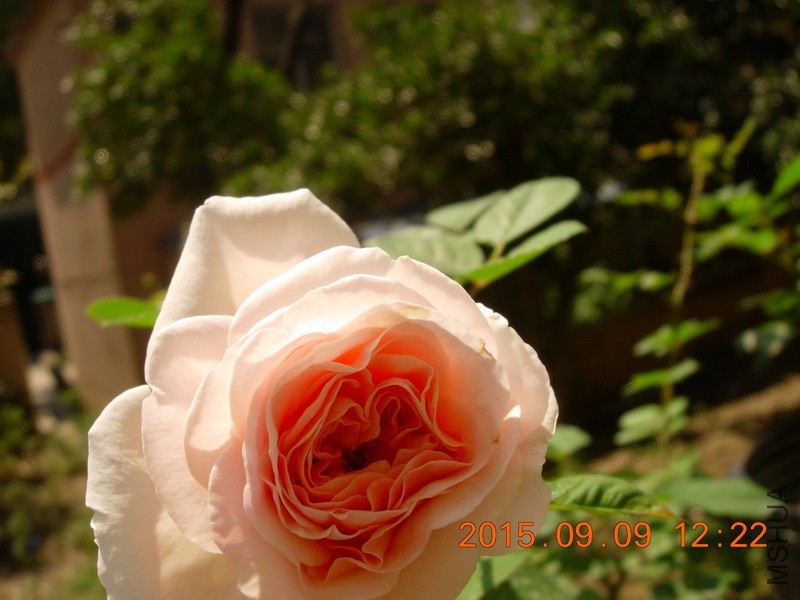 DSCN1608_resize.JPG