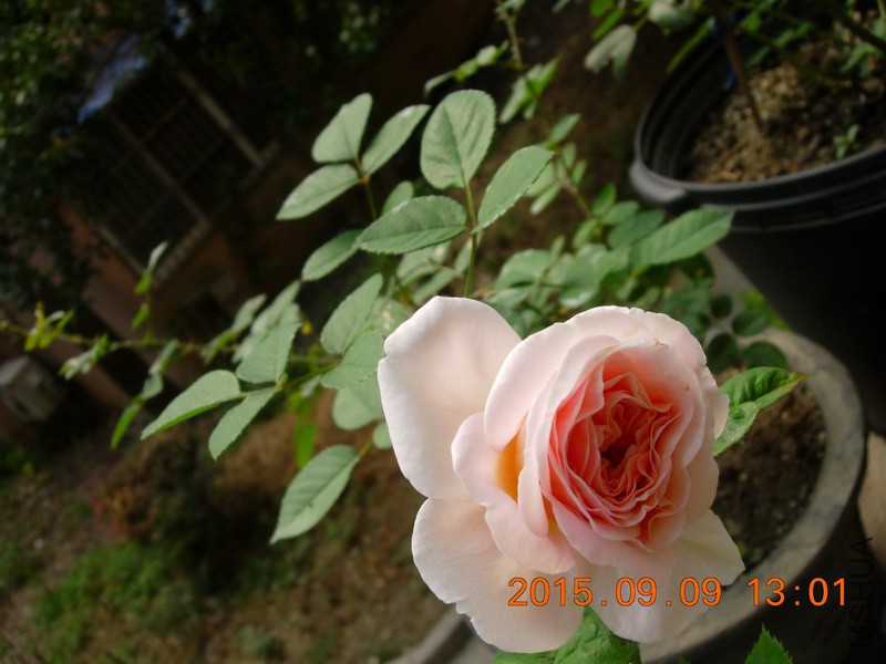 DSCN1655_resize.JPG