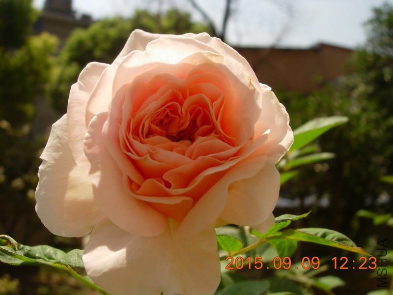 DSCN1626_resize.JPG